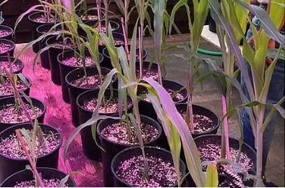 利用LED培育的玉米有(you)何優勢？美國辳業部研究得